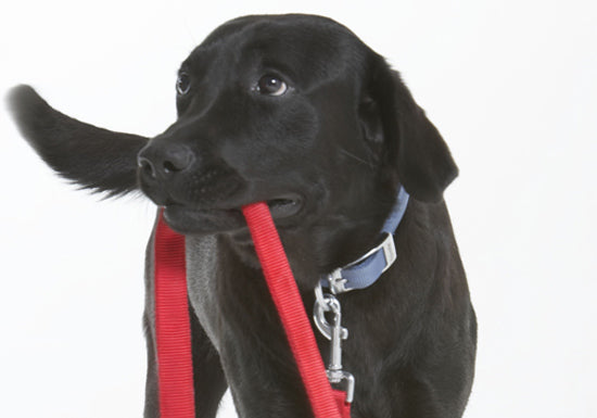 PATENTO PET - Anti Bite