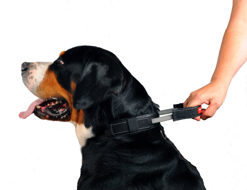 PATENTO PET- Collar Sport