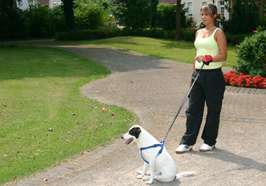 PATENTO PET - Hands Free