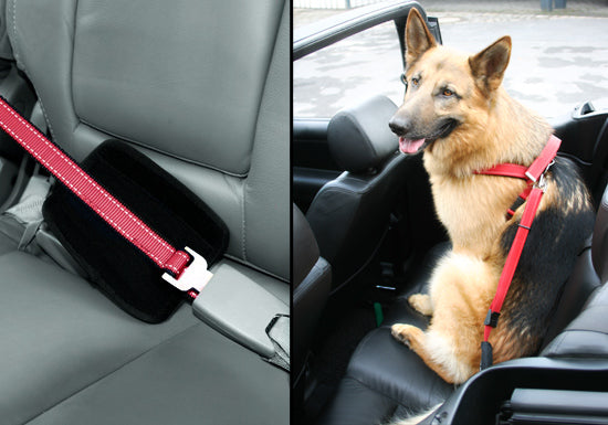 PATENTO PET - Walk & Drive