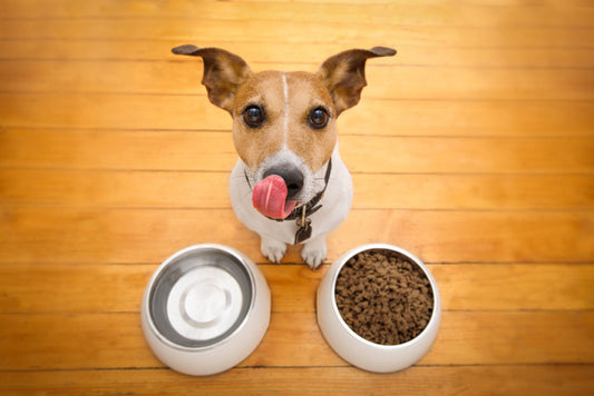 3 vrste pasa koji mogu imati koristi od visokoproteinske ishrane